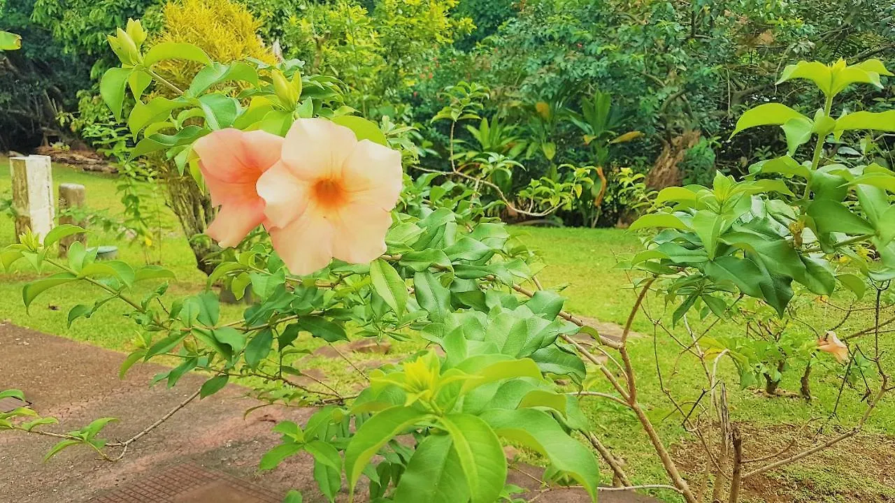 Hébergement de vacances Villa Huahine - Tipanier House à Haapu Polynésie française